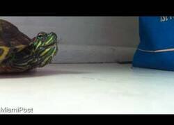 Enlace a Así estornuda una tortuga