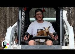 Enlace a La cabra bebé que vivía con sus hermanos perros