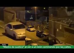Enlace a Un león se escapa del Zoo y se pasea por las calles de Roma