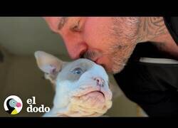 Enlace a El bulldog que se creía un conejo