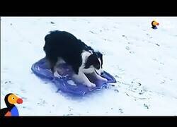 Enlace a Perro se divierte el solito con su trineo