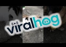 Enlace a Este gato busca los mimos de una ardilla