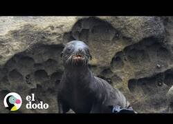 Enlace a Así es cuidar de un león marino bebé