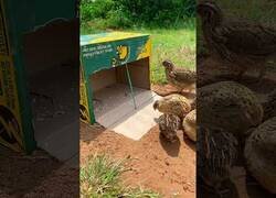Enlace a Efectiva trampa para aves