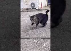 Enlace a El gato que se creía un armadillo