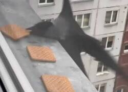 Enlace a La diferencia de precisión entre un cuervo y una gaviota