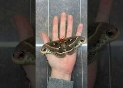 Enlace a Insectos creciendo sobre tu mano