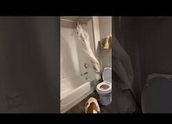 Enlace a Una serpiente enredada en la cortina de ducha