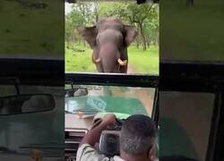 Enlace a Coche de safari huye marcha atrás de un elefante que lo perseguía