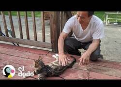 Enlace a Así es cuidar de 75 gatitos
