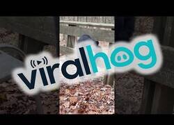 Enlace a Oso se cuela en una propiedad y no quiere irse