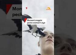Enlace a Una urraca intenta sacarle el ojo a una mujer en Australia