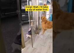 Enlace a Perros hacen una pausa para beber agua