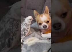 Enlace a Loro le canta 'Jingle Bells' a un perro al oído