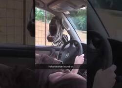 Enlace a ¿Sabes cómo grita una cebra?