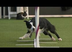 Enlace a El perro más rápido que verás hoy
