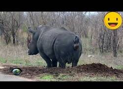 Enlace a Animales tirándose pedos