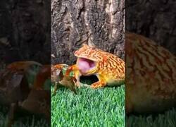 Enlace a Este cangrejo no se iba a dejar comer por un sapo