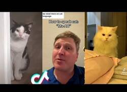 Enlace a ¿Sabías que tu gato acude a tu llamada diciéndole 'Ma-Ah'?