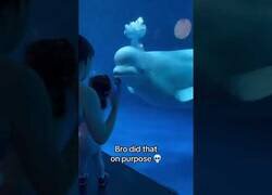 Enlace a La beluga troll que hizo llorar a una niña