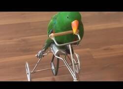 Enlace a Este loro va en bicicleta