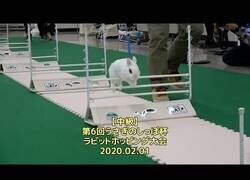Enlace a Competición japonesa de saltos de conejo