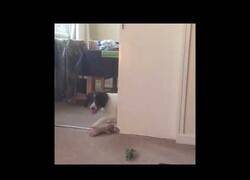 Enlace a Perro va tras un dardo que vio en la tele