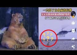 Enlace a El Oso Albino con la peor suerte del mundo