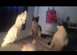 Enlace a La cacatúa que se creía un gato