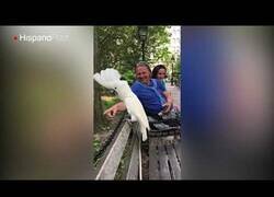 Enlace a En Nueva York hay una cacatúa que se cree un perro y ladra como tal