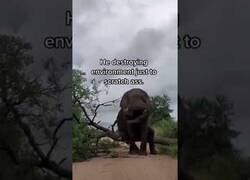 Enlace a Elefante tira abajo un árbol para rascarse el culo