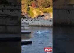 Enlace a El cisne que no quiere a ningún intruso en su lago