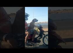 Enlace a Captan a un perro conduciendo una moto con dos pasajeros