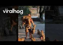 Enlace a Muchos monos hambrientos y una caja de plátanos