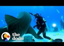 Enlace a Esta mujer es la mejor amiga de un tiburón