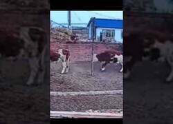 Enlace a Captan a una vaca saltando un muro