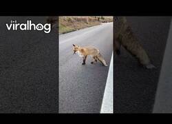 Enlace a Un zorro y un motorista se hacen amigos