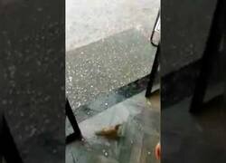 Enlace a Abren la puerta de un establecimiento para que una paloma se refugie de la tormenta