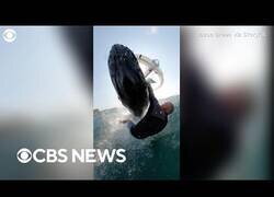 Enlace a Ballena impacta contra un surfista