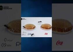 Enlace a Hormigas eligen entre Coca Cola y Pepsi