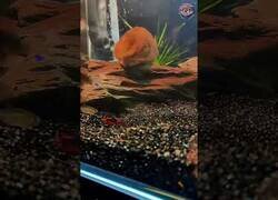 Enlace a ¿Qué hace un hámster dentro de un acuario?