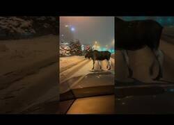 Enlace a Un alce bloquea el paso en una carretera