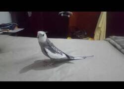 Enlace a Este loro es fan de Piratas del Caribe