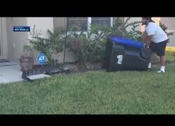 Enlace a Hombre en Florida atrapa un cocodrilo con un cubo de basura