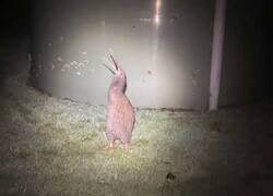 Enlace a Cuando escuchas un ruido extraño en el patio trasero