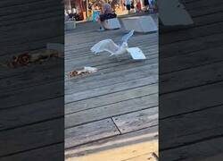 Enlace a Gaviota arruinando la comida de alguien