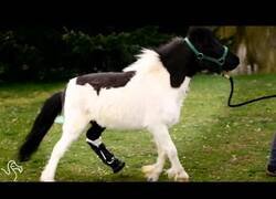 Enlace a Este pequeño caballo usa una prótesis para su pata