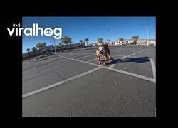 Enlace a El perro más molón que verás hoy