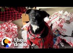 Enlace a Este perro está obsesionado con la Navidad