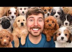 Enlace a MrBeast rescata a 100 perros abandonados